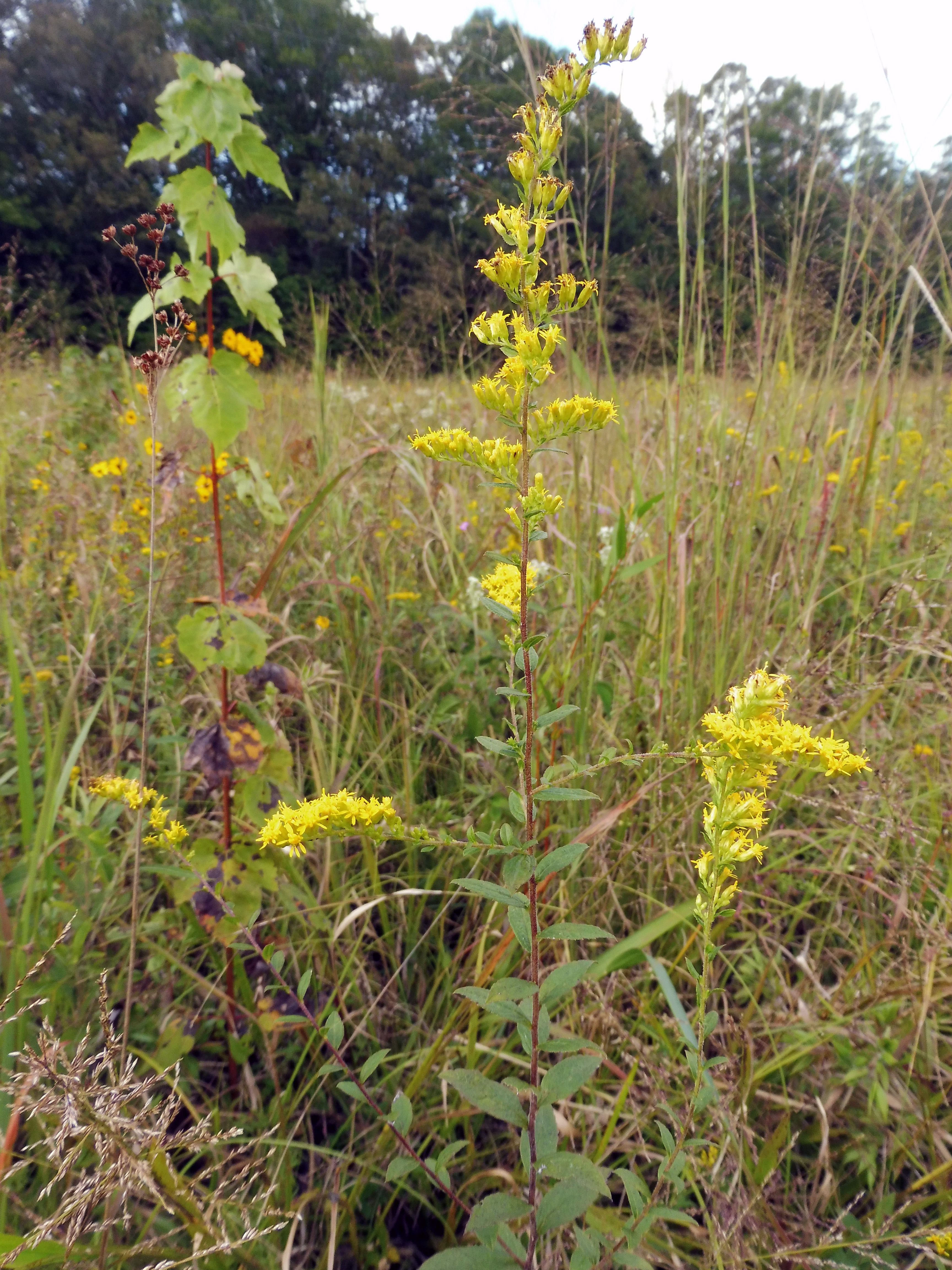 Considerations in herbaceous plant establishment